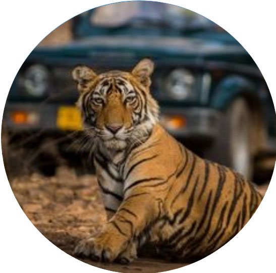 Wildlife Tours